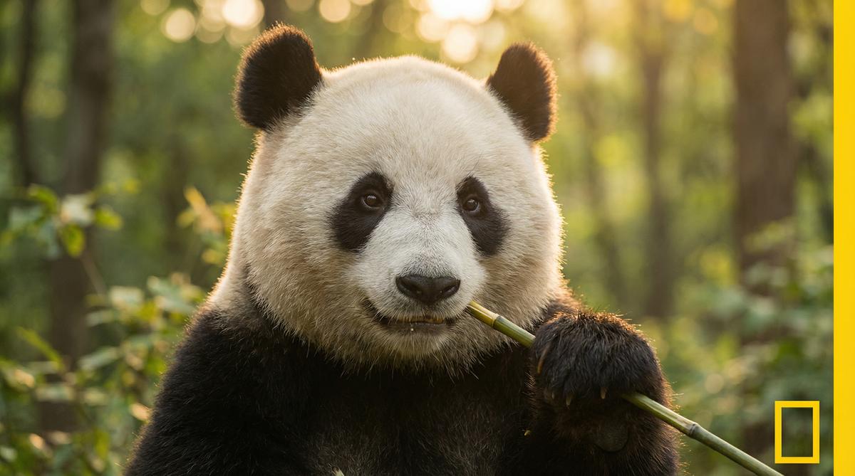 海角社区熊猫视频