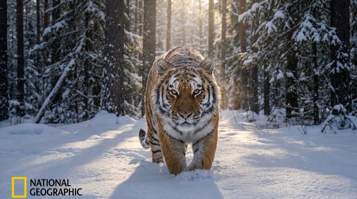 海角社区老虎视频